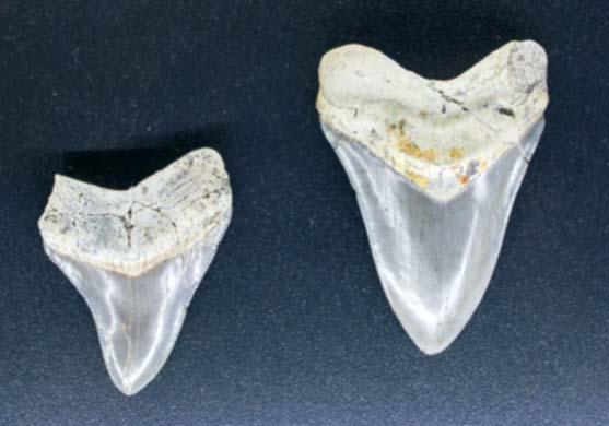 materiál z vlastních výzkumů kolekce rybích zbytků havýše, mečouna, štítovce publikovaný materiál druhu hlubinné ryby Scopeloides glarisianus.