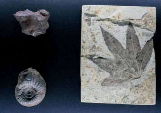 fosilie kulmských břidlic atd. plavení sedimentů pro mikropaleontologický výzkum Sbírku navštívilo 6 badatelů, z toho 2 ze zahraničí (Polsko, Slovensko).