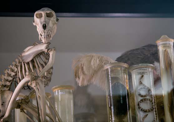 Různé Na studijní ploše zoologického oddělení Betlém byla v dubnu odbagrována, vyčištěna a připravena písčitá hnízdní stěna pro hnízdění břehulí říčních a vlh pestrých.