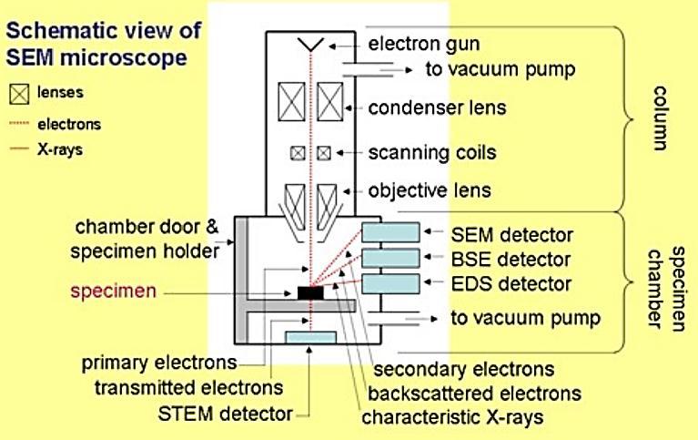 3.5. Řádkovací elektronová mikroskopie (SEM) Na rozdíl od transmisní elektronové mikroskopie (TEM) lze pomocí řádkovací elektronové mikroskopie (SEM) zkoumat objemové vzorky (bulk).
