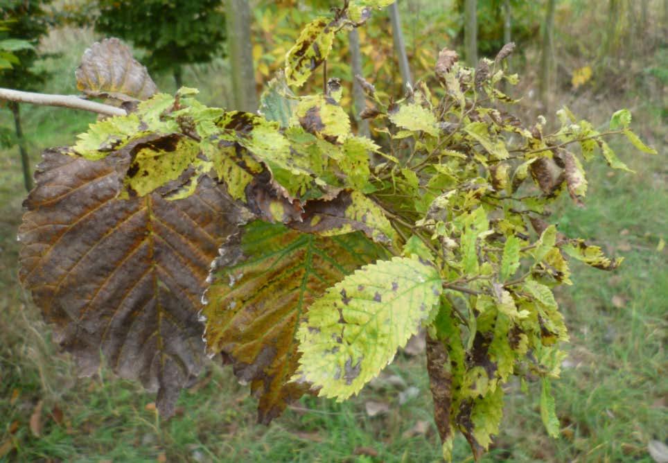 Fytoplazma žloutenky jilmu Candidatus Phytoplasma ulmi