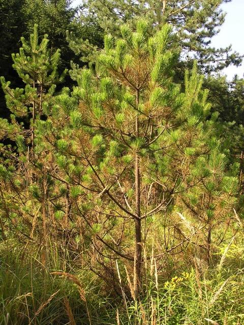 Červená sypavka borovice Dothistroma septosporum (Mycosphaerella pini) regulovaný ŠO v ČR již rozšířen úřední detekční průzkum do r.