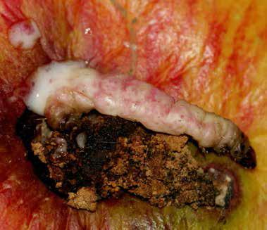 Virus granulózy obaleče jablečného (CpGV): účinkuje požerově, v populacích téměř nepřežívá