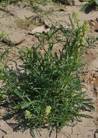 Řád Brassicales Čeleď Resedaceae (rýtovité) převážně byliny nebo keře subtropů severní polokoule, listy s palisty, květy nejčastěji 3merní