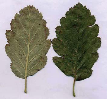 Tento jeřáb není náchylný na mráz a je mrazuvzdorný až do 30 C. Jeřáb horský (Sorbus Chamaemespilus) Nebo taky muk horský, jeřáb mišpulka.