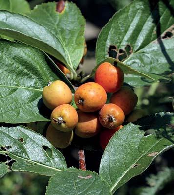 Jeřáb sudetský (Sorbus sudetica) Vznik tohoto druhu se odhaduje na dobu před více než 10 000 lety, jedná se tedy o vývojově velmi mladý druh tzv. neoendemit.