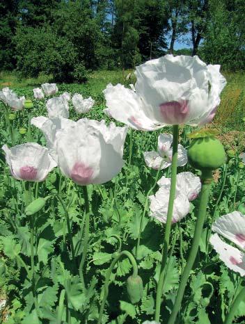 PŘEDSTAVUJEME ODRŮDY: fazole Šparglové od Horaž ovic, Va oviecký mak, Jankův obří hrách, lebeda Stromový špenát, rajče Stichovice a paprika Biela hrubostena P odobně jako v minulém čísle přibližujeme
