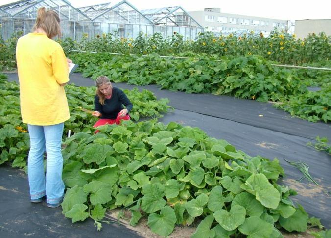 Cucurbita pepo zpracování klasifikátoru (souboru popisných znaků) pro pěstované druhy rodu Cucurbita a jeho příprava pro publikaci 2006 2008: regenerace a morfologický popis souboru 48 genotypů C.