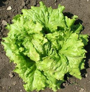 lettuce cultivars and