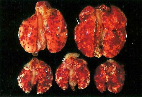 Lokalizace: Severní Amerika Procyonidae střevo