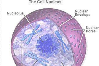 mitóza uspořádání do chromozómů - řídí metabolismus a diferenciacici buňky a replikací svého materiálu se připravují p na další mitózu Jadérko (nucleolus)