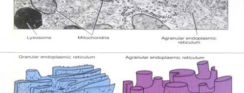 glykoproteinů Golgiho aparát Agranulární ER Žádné
