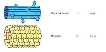 mikrotubulů, intermediárních