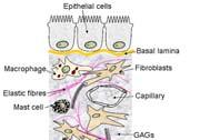 Voda Vznik: činností fibroblastů (chondroblastů, osteoblastů)