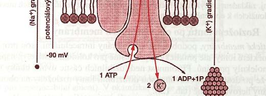 elektrického lktikéh gradientu = proteinové kanály- proteiny mají