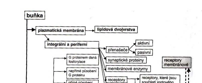 Buňka (buňky tkáně orgány organismus) - funkce a struktura jsou vzájemně propojené vlastnosti -v průběhu evoluce specializace buněk-