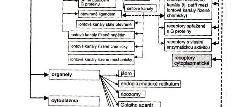 jádro, membrána- neměnné napětí Nervová buňka mitochondrie, granulární enazmatické retikulum, ribozómy, jádro, membrána- změny