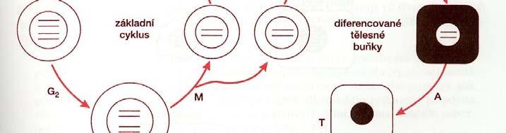 Základem kmenová buňka schopnost reprodukce, diferenciace