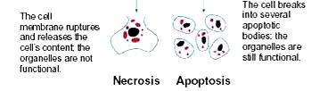 Nekróza - patologický proces vyvolaný : toxickým, tepelným či mechanickým zevním vlivem, který vyvolává rozvrat iontové intracelulární homeostázy Nedostatek
