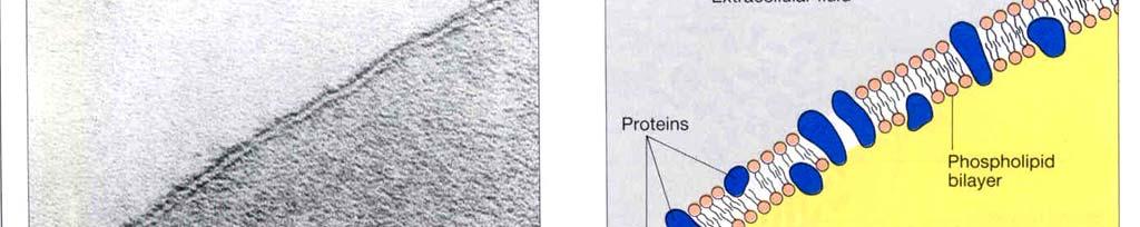 Cytoplazma a organely tekuté prostředí buňky mezi jádrem a