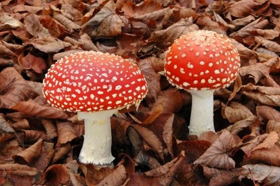Muchomůrka červená Latinsky se tato houba nazývá Amanita muscaria, a proto se jed, který obsahuje, nazývá muscarin.