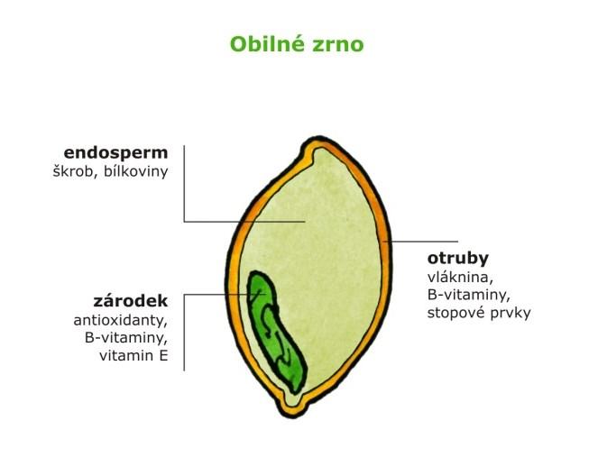 6.5.2. POTRAVINY ROSTLINNÉHO PŮVODU 6.5.2.1. Obiloviny O obilovinách a jejich významu v lidské výživě.