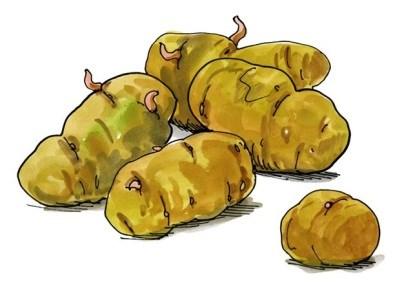 Fakta o bramborách Odkud brambory pocházejí, čeho si všímat při jejich nákupu, čím jsou pro naši výživu prospěšné a zda nás mohou otrávit.