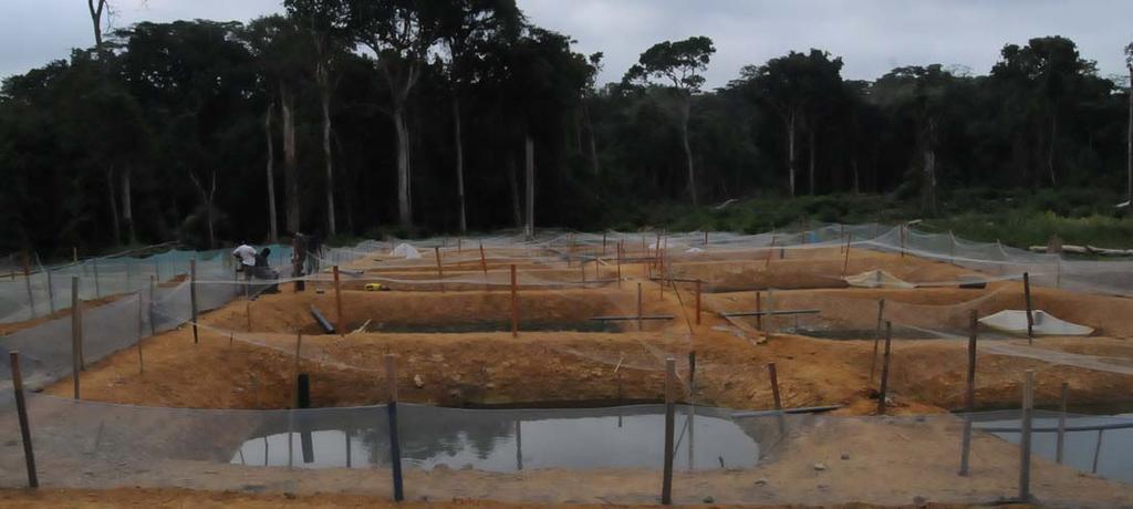 Projekt využívá vhodných přírodních podmínek subsaharské Afriky k extenzivnímu chovu, reprodukce zde probíhá několikrát do měsíce a daří se vyprodukovat až desítky