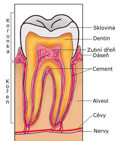 3.3 Stavba zubu Sklovina - Sklovina je tvrdá vnější vrstva korunky zubů, která kryje a chrání zbytek zubu. Je asi z 98% tvořená z anorganických solí a jen z 2% z organických látek a vody.