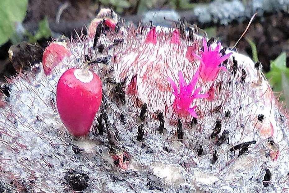 peruvianus, Sucre, 2110 m,