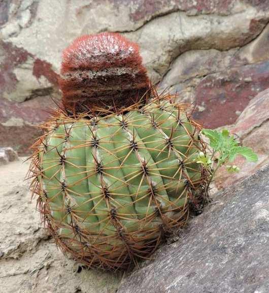 Ukázka variability Melocactus peruvianus