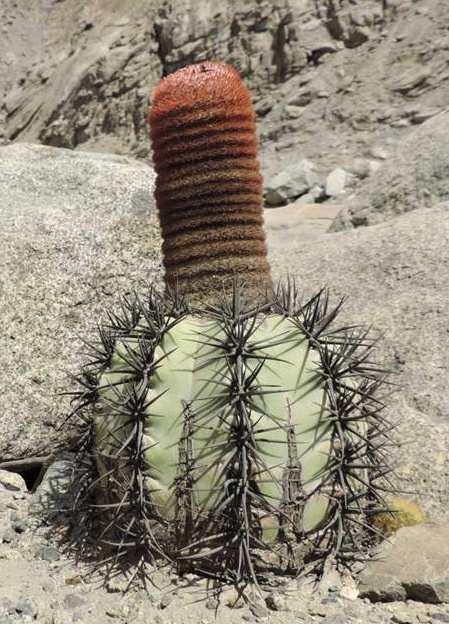 KL15-042 vpravo: Melocactus peruvianus,