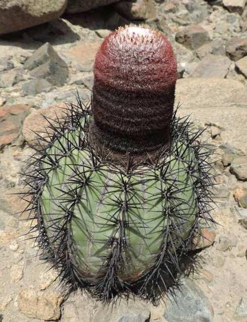 peruvianus var.