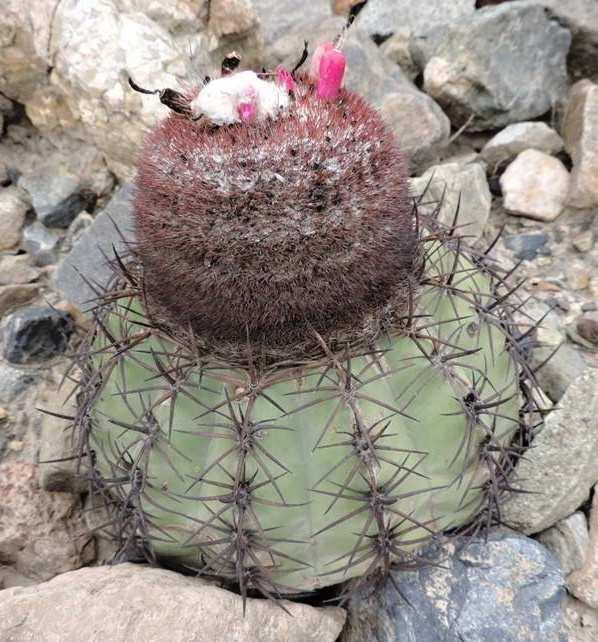 uprostřed: Melocactus  ferox, est.