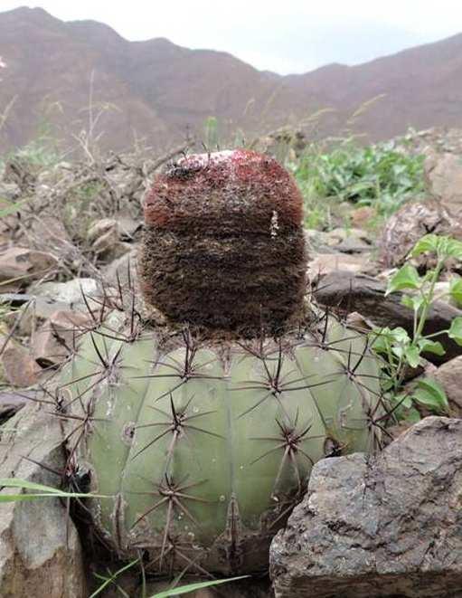 Melocactus  ferox, Tablones, 350 m,