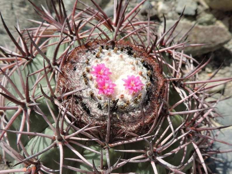 květy Melocactus peruvianus forma, Caraz,