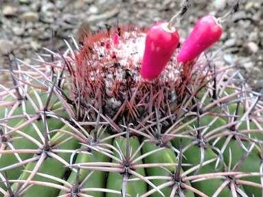 peruvianus, Ancos,