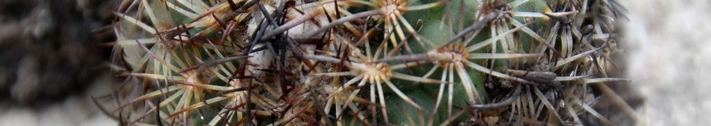 zařazení rostliny: Thelocactus ysabelae K. G.