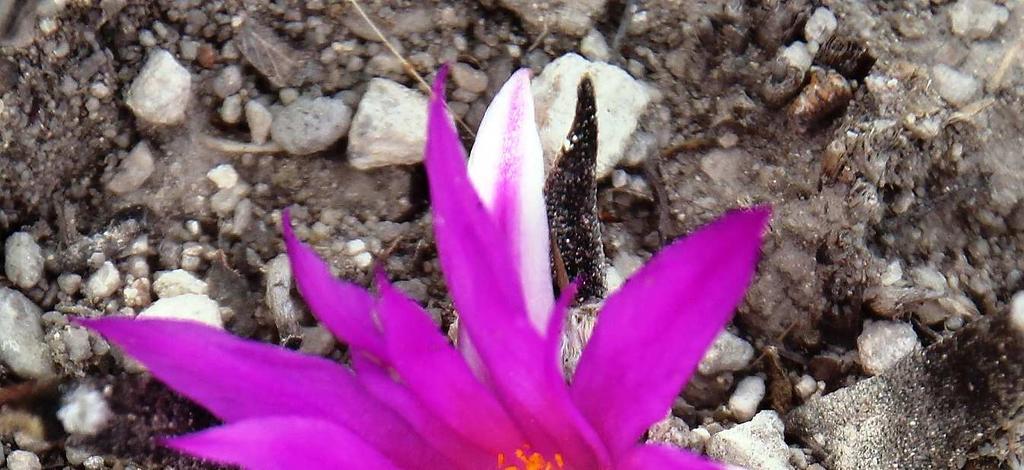 Gymnocactus ysabelae