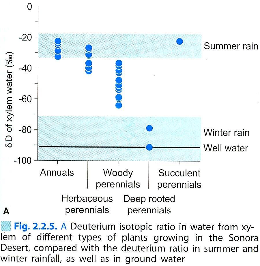 Dva typy kořenů Freatofyty povrchové kořeny primárně příjem živin