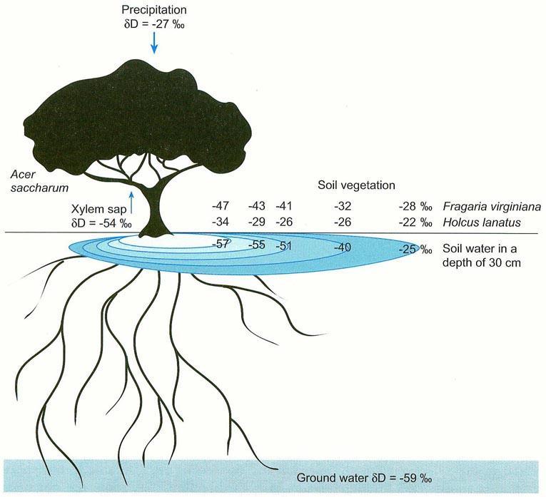 Obrácený tok vody rostlina půda Hydraulický zdvih Agropyron