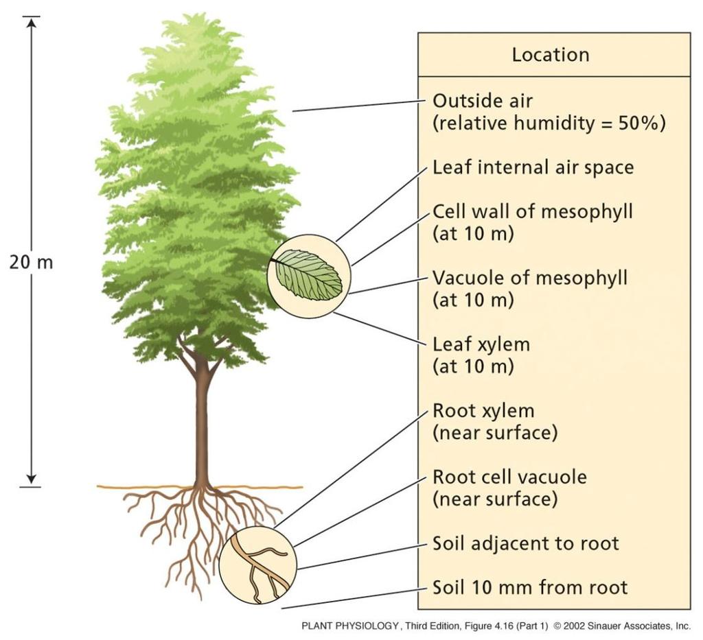 Soil-plant-atmosphere-continuum (SPAC) Transpirační