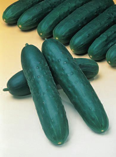 salátovka Barva: zelená Hmotnost: 80 120 g Velikost: 20 cm Trvanlivost: 10 15