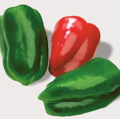 Sladká paprika Jericho F1 střední velmi raná Resistence: HR: TMV 0 Sladká, tlustostěnná, masitý typ Barva: zelená, v plné zralosti červená Velikost: 15 18 x 8 10 cm