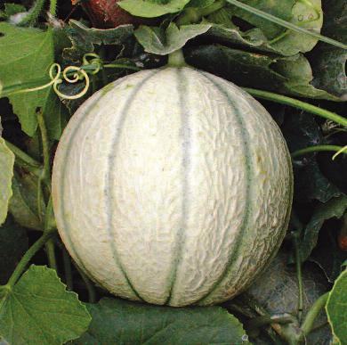 zeleněšedá Chuť: sladká Hmotnost: 2 kg Cukrový meloun