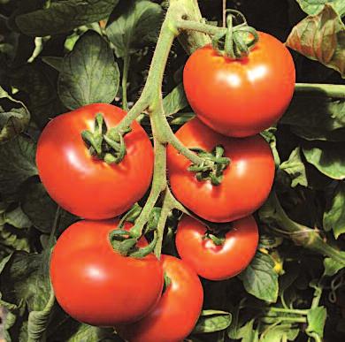 Hmotnost: 100 130 g Typická rajčatová chuť Kulaté rajče Previa