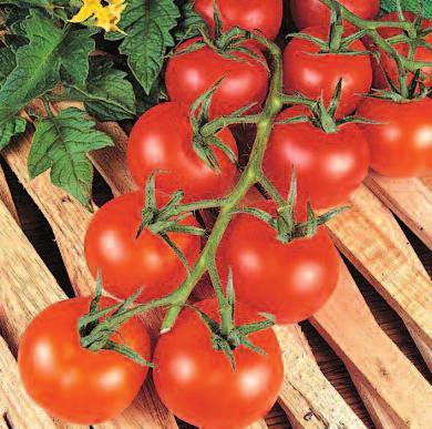 IR: Pi, On Hmotnost: 140 g Typická rajčatová chuť Kulaté rajče