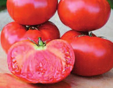 Protáhlý velký plod Hmotnost: 80 150 g Masité rajče