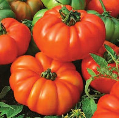 chutné a výnosné rajče s dobrou trvanlivostí Masité rajče Marmande F1