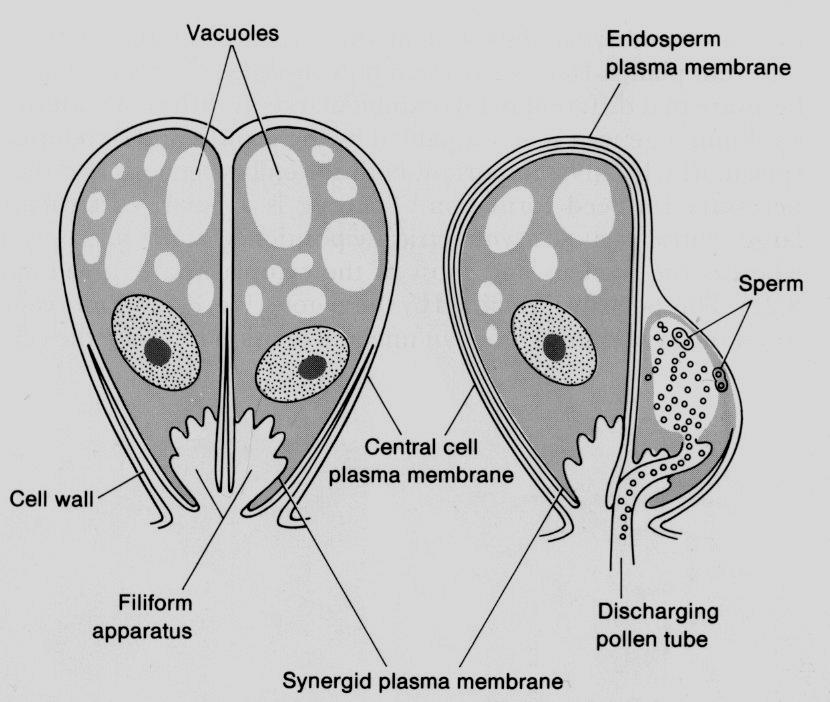 Synergidy pylová láčka vstupuje do zárodečného vaku přes receptivní synergidu známky